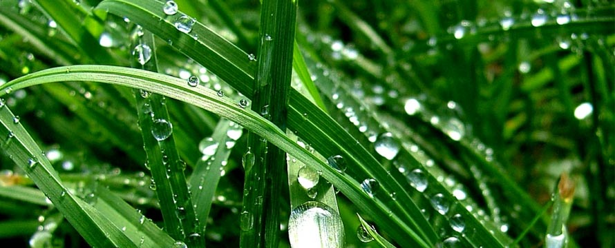 Öntözés, vízcsepp